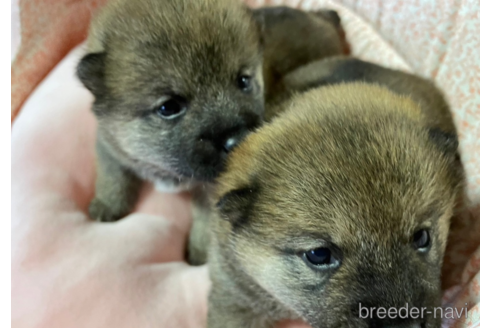 成約済の長野県の柴犬-301861の10枚目